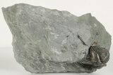 Enrolled Flexicalymene Trilobite In Shale - Mt Orab, Ohio #201078-1